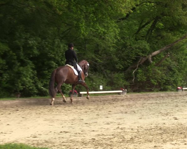 Reitturnier Dinslaken-Hiesfeld 2022