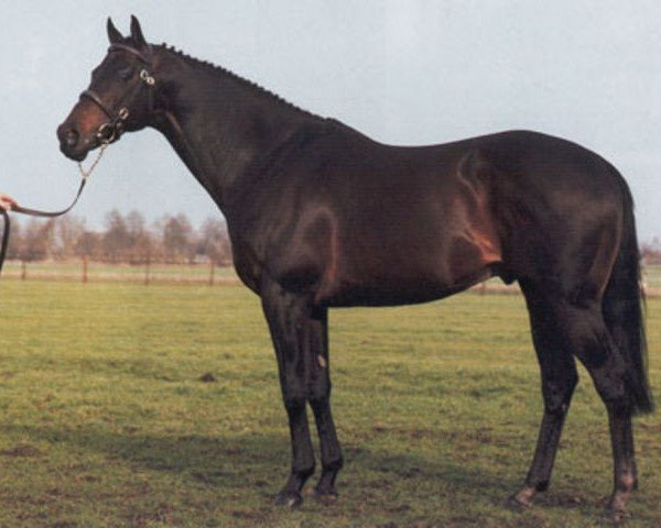 Deckhengst Kafu xx (Englisches Vollblut, 1980, von African Sky xx) Deckhengst Kafu xx (Englisches Vollblut, 1980, von African Sky xx)