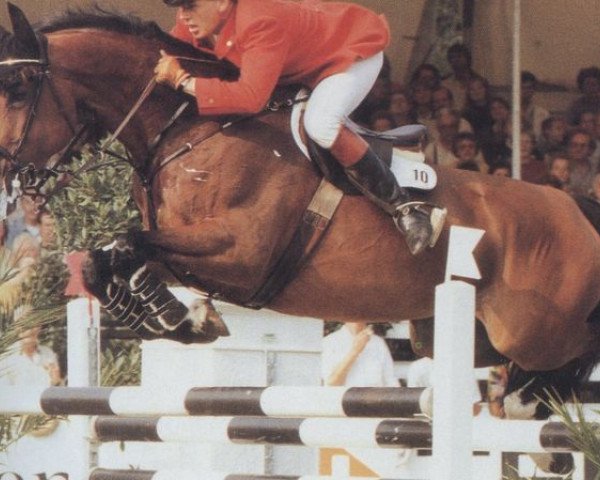 Zuchtstute Alexa (Hessisches Warmblut, 1981, von April-Scherz) Zuchtstute Alexa (Hessisches Warmblut, 1981, von April-Scherz)