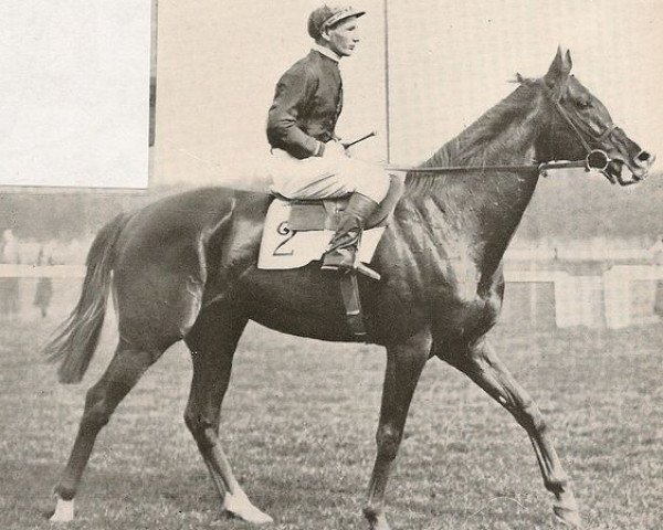 Deckhengst Djeddah xx (Englisches Vollblut, 1945, von Djebel xx)