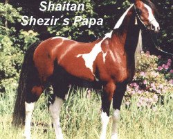 dressage horse Shaitan (Arab half breed / Partbred, 1985, from True Valour ox)