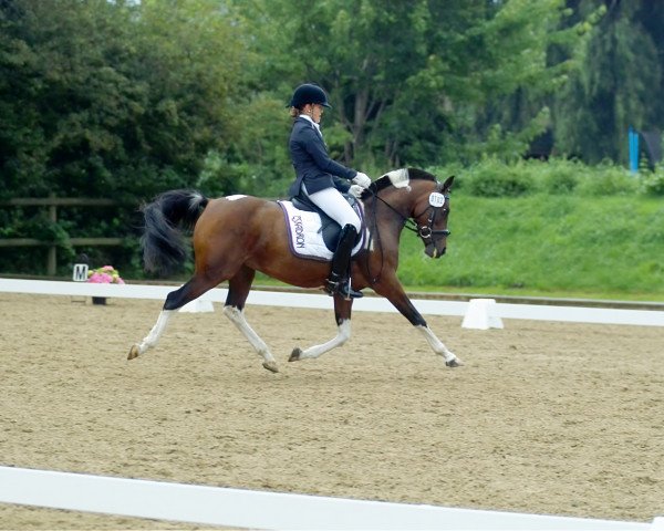 Zuchtstute Shaina (Pinto/Pleasure, 2000, von Shezir)