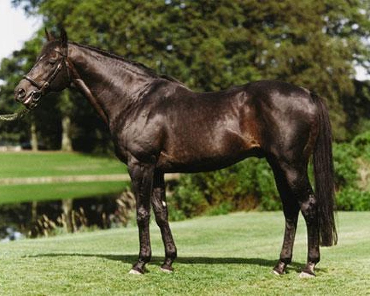 stallion Darshaan xx (Thoroughbred, 1981, from Shirley Heights xx)