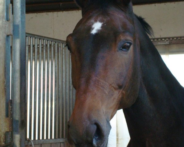 horse Rossini M (Hanoverian, 1993, from Rakett)