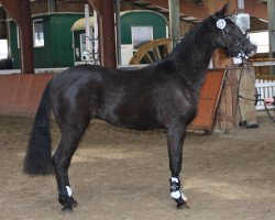 jumper Very Nice (Rhinelander, 2010, from Valido's Highlight)