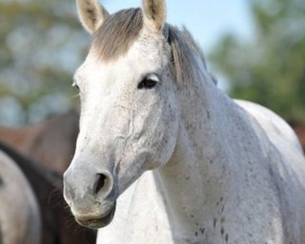 broodmare Pretty Easy (Holsteiner, 2000, from Quidam de Revel)