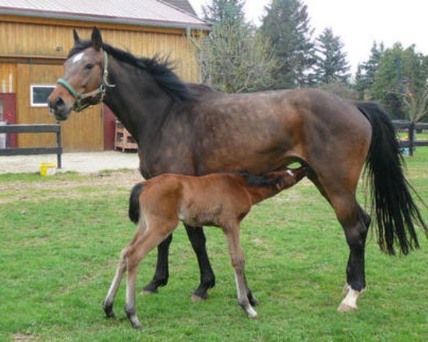 broodmare Kessi (Holsteiner, 1995, from Acord II)