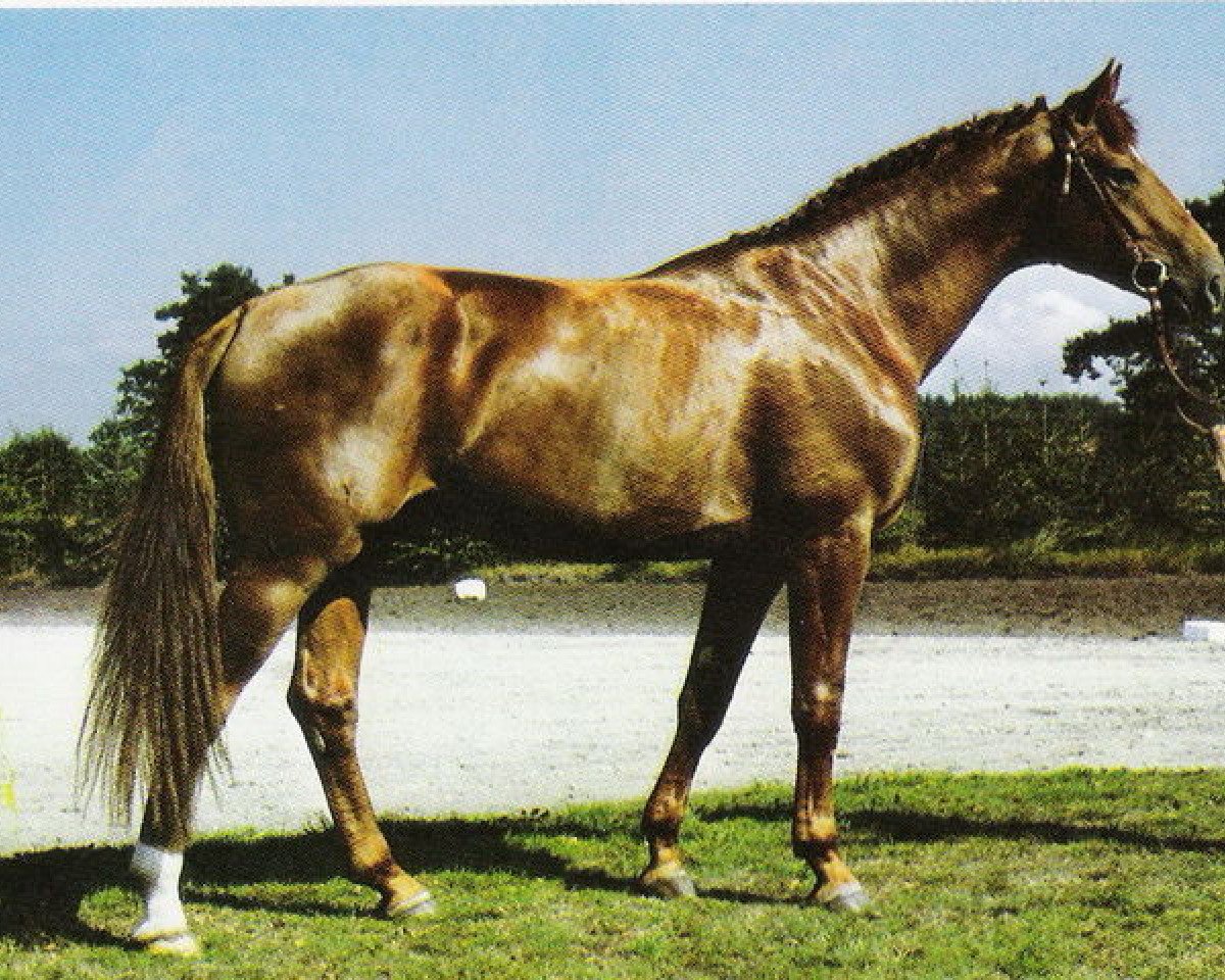 stallion Trajan (Hanoverian, 1978, from Trapper)