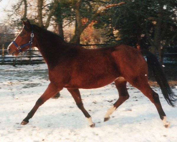 Zuchtstute Kosima XII (Trakehner, 1990, von Bartholdy)