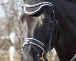 broodmare Early Pearly (Hanoverian, 2004, from Earl)