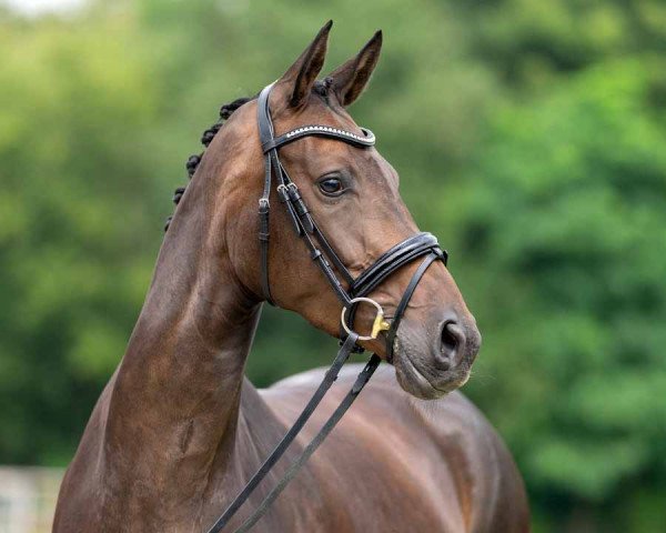 horse Jamal MB (Rhinelander, 2017, from Jack Jones)