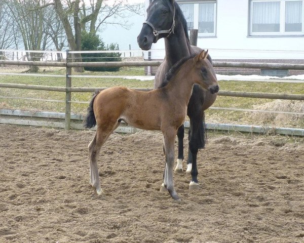 horse Schröder (Rhinelander, 2013, from Sir Heinrich OLD)