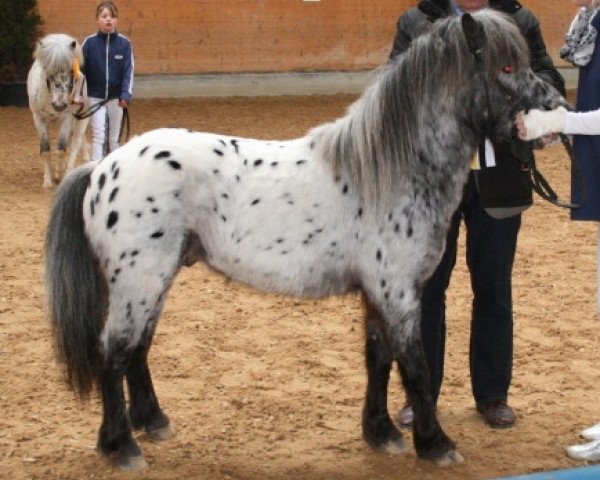 Pferd Flamenco's Sun (Dt.Part-bred Shetland Pony, 2006, von Flamenco)