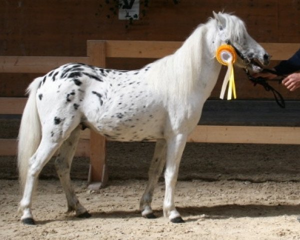 Deckhengst Farbenfroh's Figaro (Deutsches Classic Pony, 2006, von Fürst Farbenfroh)