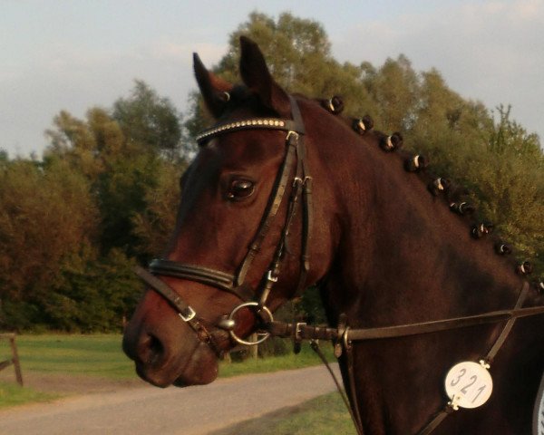 Springpferd Dobby (Deutsches Reitpony, 2003, von Domingo)