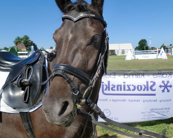 dressage horse Diddlina 3 (German Riding Pony, 2008, from Danilo 80)