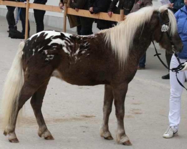 Pferd Farbenfrohs Filippo (Deutsches Classic Pony, 2008, von Fürst Farbenfroh)