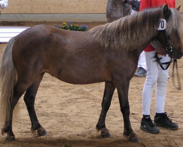 Pferd Samantha (Dt.Part-bred Shetland Pony, 2001, von Ramiro)