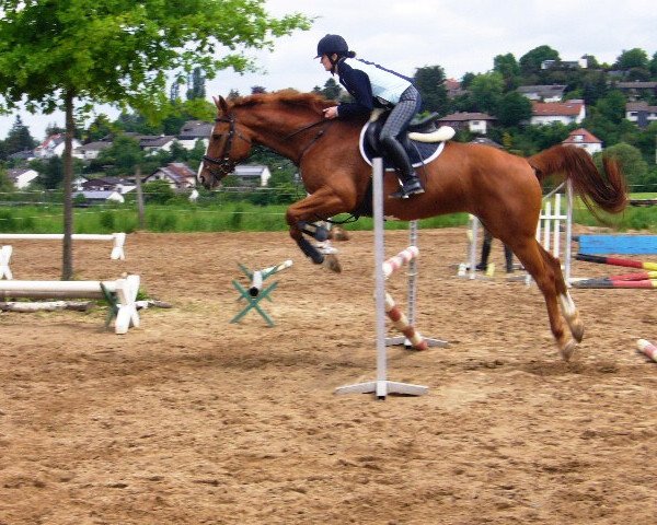 Dressage horse Blauer Steinhof's Landrose H (Hessian Warmblood, 2004, from Landor S)