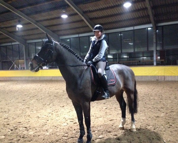 jumper Spirit Z (Zangersheide riding horse, 2003, from Come On)