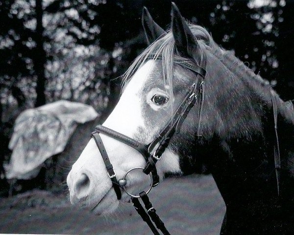 Springpferd Tommy Lee (Deutsches Reitpony, 1993, von Tangerine Dream)