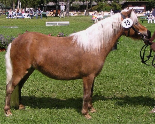 Zuchtstute Sissi (Dt.Part-bred Shetland Pony, 2003, von Ramiro) Zuchtstute Sissi (Dt.Part-bred Shetland Pony, 2003, von Ramiro)
