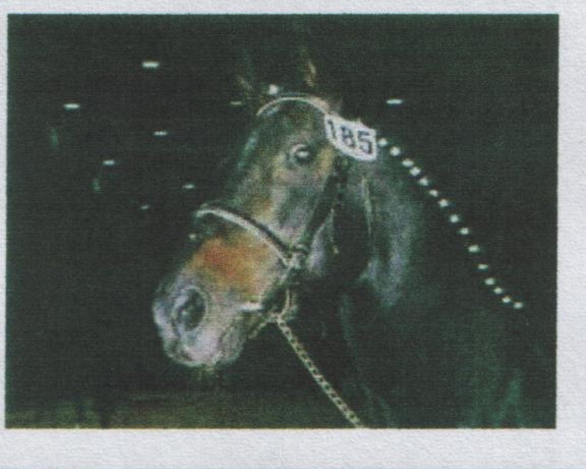stallion Lord Nelson (Oldenburg, 1975, from Luciano)