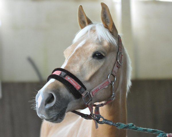 Dressurpferd Nelly (Deutsches Reitpony, 2008, von Blokland's Hoeve's Mr. Silvano)