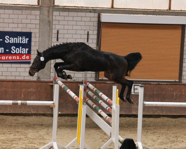 jumper Der Eine (Westphalian, 2009, from Damarco)