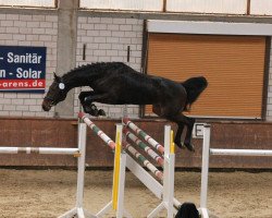 jumper Der Eine (Westphalian, 2009, from Damarco)
