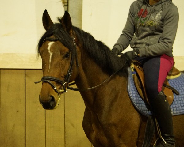 horse Ratatouille SG (Bavarian, 2013, from Rasso Royal)