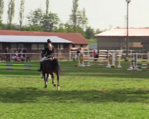 Reitturnier Derenburg 2022