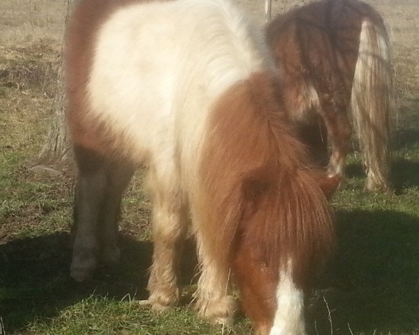 Cavallo Espanol v. stal de hengstmeerweg (Shetland Pony (sotto 87 cm), 2011, di Vilas v.d. Hoge Laars)