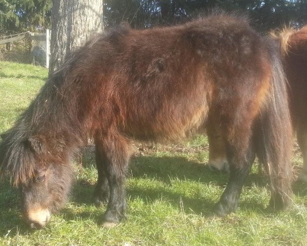 horse Dorosalas Ledoux (Shetland pony (under 87 cm), 2012, from Lucky v.d. Halve Maan) horse Dorosalas Ledoux (Shetland pony (under 87 cm), 2012, from Lucky v.d. Halve Maan)