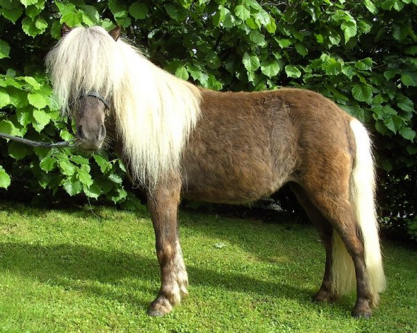 horse Sunny Girl (Dt.Part-bred Shetland pony, 2006, from Ramiro)