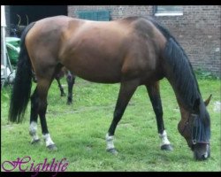 Cavallo Highlife H (Warmblood Assiano, 1998, di Herzruf)