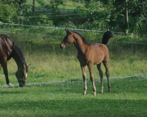 horse Guapa (Bavarian, 2012, from Seven Up)
