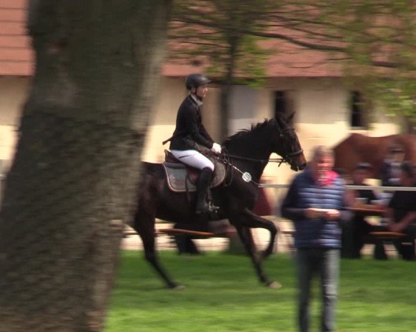 Reitturnier Derenburg 2022