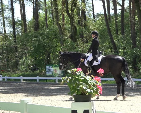 Reitturnier Meppen 2022
