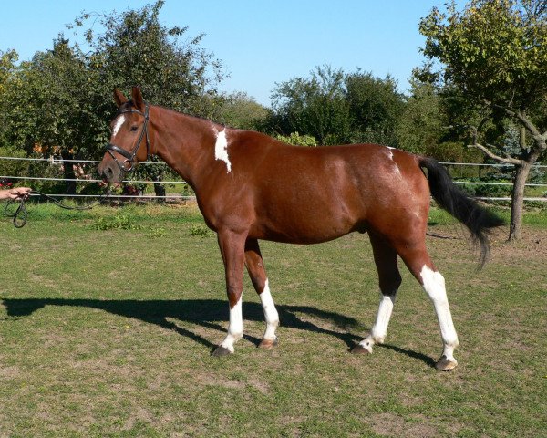 Springpferd Lassandro 27 (Deutsches Sportpferd, 2006, von Landcolt B) Springpferd Lassandro 27 (Deutsches Sportpferd, 2006, von Landcolt B)
