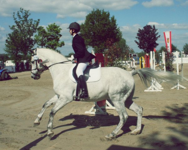 horse Camelot (Czech Warmblood, 2002, from Calle)
