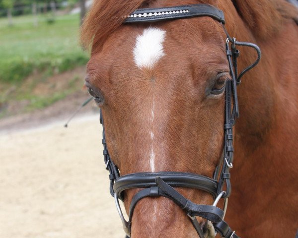 Dressurpferd Aktion - L (Deutsches Reitpony, 1997, von Angelo)