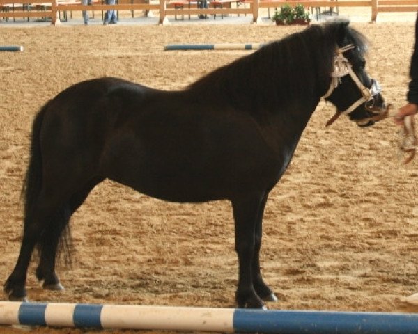 Pferd Nelly (Shetland Pony, 2007, von Bubba)