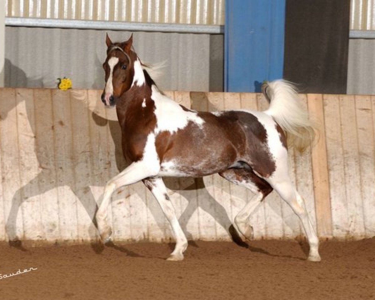 stallion Shareen (Arab half breed / Partbred, 1994, from Ameen EAO)