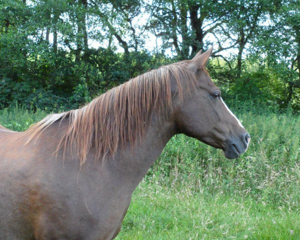 horse Jarishah (Arab half breed / Partbred, 1999, from Shareen)