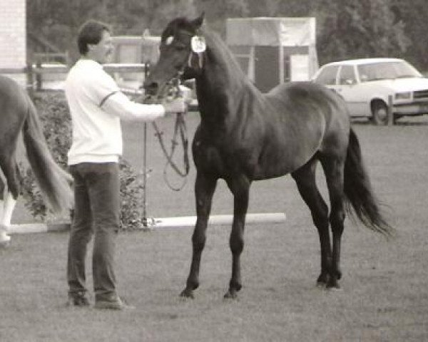 stallion Northfort (New Forest Pony, 1975, from Nigger Step of Bridgelea)