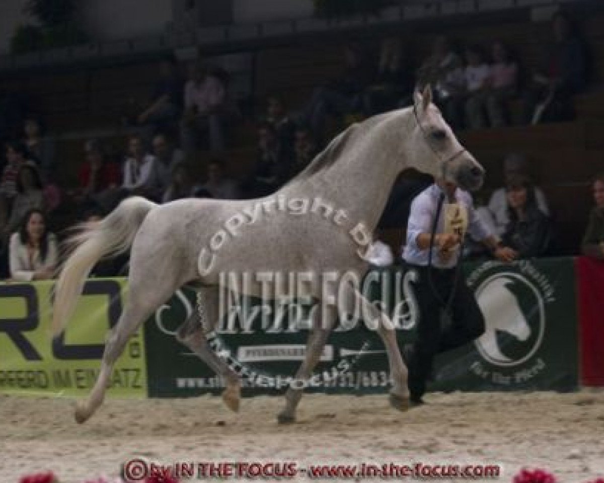 stallion Halim El Jartum ox (Arabian purebred, 1988, from Jartum ox)