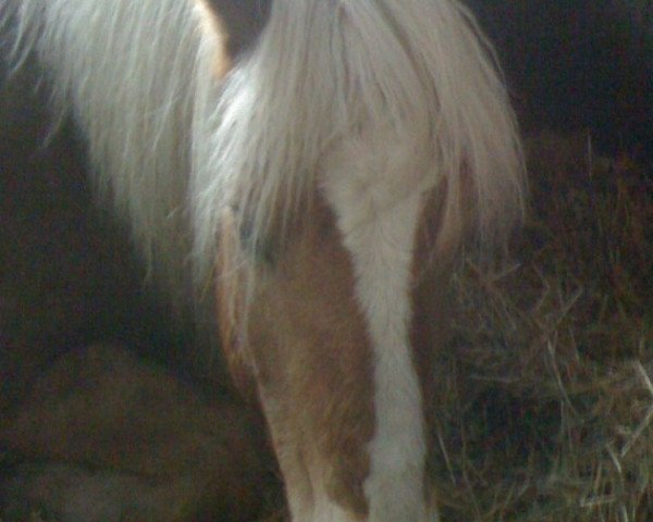 dressage horse Moritz (Haflinger, 1992, from Milas) dressage horse Moritz (Haflinger, 1992, from Milas)