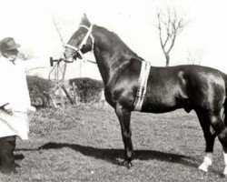 stallion Falstaff (Holsteiner, 1945, from Fafnir)