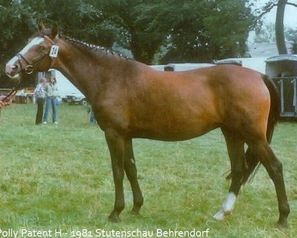broodmare Polly Patent (Holsteiner, 1978, from Carneval)